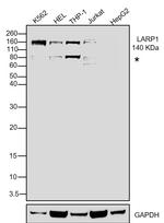 LARP1 Antibody in Western Blot (WB)