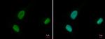 MCM6 Antibody in Immunocytochemistry (ICC/IF)