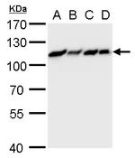 MCM6 Antibody in Western Blot (WB)