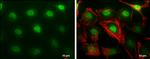 MTF2 Antibody in Immunocytochemistry (ICC/IF)