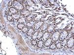 MTF2 Antibody in Immunohistochemistry (Paraffin) (IHC (P))