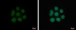 NFIA Antibody in Immunocytochemistry (ICC/IF)