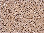 NFIA Antibody in Immunohistochemistry (Paraffin) (IHC (P))