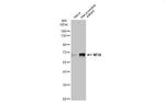 NFIA Antibody in Western Blot (WB)