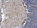 NTE Antibody in Immunohistochemistry (Paraffin) (IHC (P))