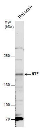 NTE Antibody in Western Blot (WB)