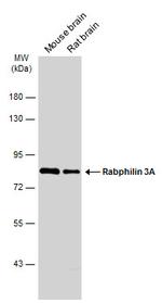 RPH3A Antibody in Western Blot (WB)