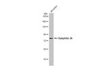 RPH3A Antibody in Western Blot (WB)