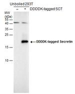 Secretin Antibody in Western Blot (WB)