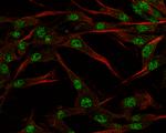 SOX3 Antibody in Immunocytochemistry (ICC/IF)