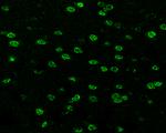 SOX3 Antibody in Immunohistochemistry (Paraffin) (IHC (P))