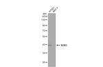 SOX3 Antibody in Western Blot (WB)