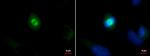 SPAG5 Antibody in Immunocytochemistry (ICC/IF)