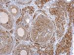 SYTL4 Antibody in Immunohistochemistry (Paraffin) (IHC (P))