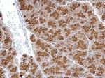 SYTL4 Antibody in Immunohistochemistry (Paraffin) (IHC (P))