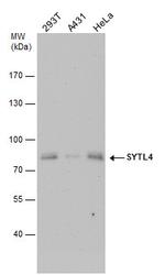 SYTL4 Antibody in Western Blot (WB)