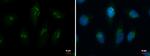 TMF1 Antibody in Immunocytochemistry (ICC/IF)