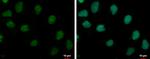 TRUB1 Antibody in Immunocytochemistry (ICC/IF)