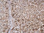 WWP1 Antibody in Immunohistochemistry (Paraffin) (IHC (P))