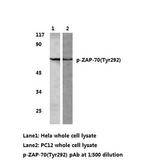 Phospho-Zap-70 (Tyr292) Antibody in Western Blot (WB)