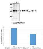 Phospho-SMAD2/SMAD3 (Thr8) Antibody in Western Blot (WB)