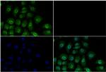 Phospho-SMAD2/SMAD3 (Thr8) Antibody in Immunocytochemistry (ICC/IF)