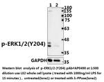 Phospho-ERK1/ERK2 (Tyr204) Antibody in Western Blot (WB)