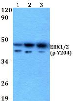 Phospho-ERK1/ERK2 (Tyr204) Antibody in Western Blot (WB)