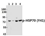 Phospho-HSP70 (Tyr41) Antibody in Western Blot (WB)