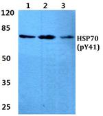 Phospho-HSP70 (Tyr41) Antibody in Western Blot (WB)