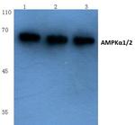 AMPK alpha-1,2 Antibody in Western Blot (WB)