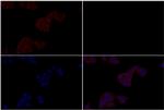 alpha Catenin Antibody in Immunocytochemistry (ICC/IF)