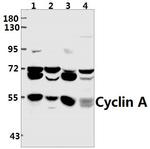 Cyclin A Antibody in Western Blot (WB)