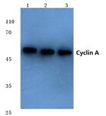 Cyclin A Antibody in Western Blot (WB)