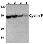 Cyclin F Antibody in Western Blot (WB)