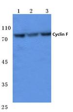 Cyclin F Antibody in Western Blot (WB)