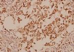 GAD67 Antibody in Immunohistochemistry (Paraffin) (IHC (P))