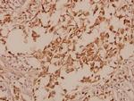 GAD67 Antibody in Immunohistochemistry (Paraffin) (IHC (P))