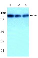 HSP105 Antibody in Western Blot (WB)