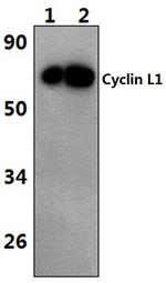 Cyclin L1 Antibody in Western Blot (WB)