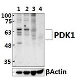 PDPK1 Antibody in Western Blot (WB)