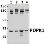 PDPK1 Antibody in Western Blot (WB)