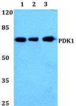 PDPK1 Antibody in Western Blot (WB)