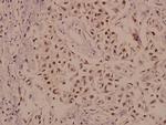 KV3.2 (KCNC2) Antibody in Immunohistochemistry (Paraffin) (IHC (P))