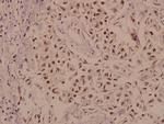 KV3.2 (KCNC2) Antibody in Immunohistochemistry (Paraffin) (IHC (P))