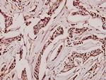 GAD65/GAD67 Antibody in Immunohistochemistry (Paraffin) (IHC (P))