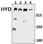 HYD Antibody in Western Blot (WB)