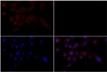 MSK1 Antibody in Immunocytochemistry (ICC/IF)