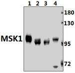 MSK1 Antibody in Western Blot (WB)