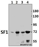 SF1 Antibody in Western Blot (WB)